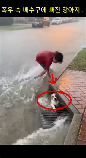 폭우 속 배수구에 빠진 강아지… 소년의 용기 있는 선택,He Didn’t Hesitate… A Life-Saving Moment in the Rain #dog #safety