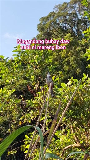 33 reactions · 25 comments | Good day! #morning #nature #bird | Aim Nanz | Facebook