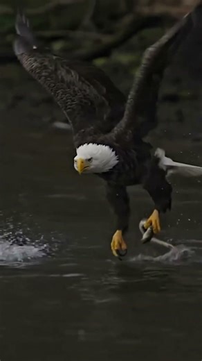 The most powerful eagle… with the weirdest sound.