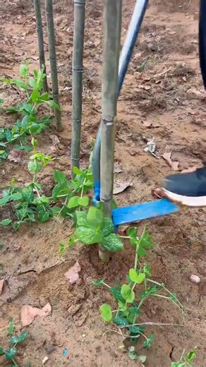 Revolutionize Farming with Bamboo Pole Steel Pipe Greenhouse Insert Tool