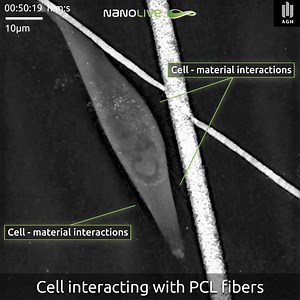 Dynamic cell interactions with polycaprolactone (PCL) fibers