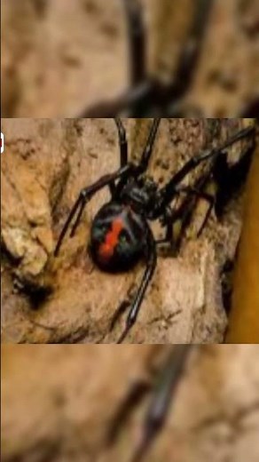 Redback spider: Its venom attacks the nervous system 🕷️ #animaldocumentary #animalfacts #facts