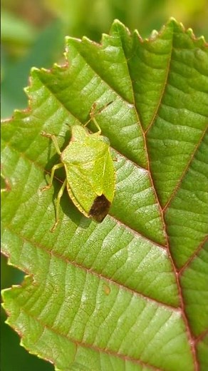 A Green Shield Bug clinging on to an Alder leaf
