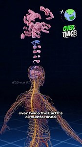 Les secrets cachés des systèmes circulatoire et nerveux 🩸🧠 . . ### Résumé des systèmes circulatoire et nerveux #### Système circulatoire - Longueur : Le système circulatoire s'étend sur environ 60 000 miles (environ 96 560 kilomètres), soit plus de deux fois la circonférence de la Terre. - Fonction : Transporte le sang, les nutriments, l'oxygène et les hormones dans tout le corps, jouant un rôle crucial dans le maintien de l'homéostasie. #### Système nerveux central (SNC) - Paires de nerfs : L