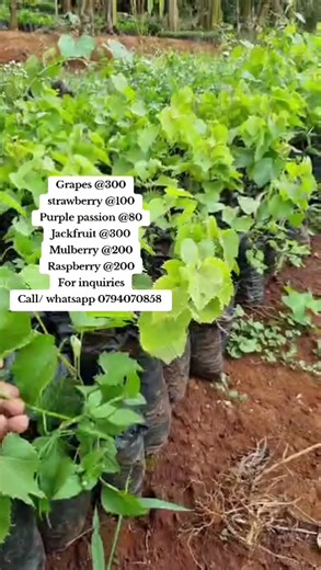 #grapes #jackfruit #strawberry #fruitseedlings #fruitsforsale #seedlings #farming