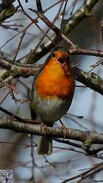 European robin singing chirping Rødstrupe sang Rotkehlchen gesang Roodborst geluid #shorts #p1000
