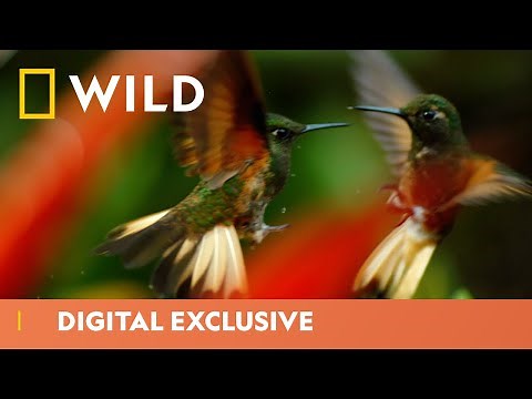 Hummingbirds Fight for Food | Hostile Planet | National Geographic Wild UK