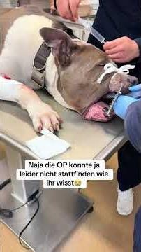 XXLBalu wie eine falsche Diagnose, weitreichende Konsequenzen hat #hundeliebe #americanbully