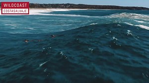 Since 2000, WILDCOAST has conserved over 37 million acres of some of the world’s most important, incredibly beautiful, and at-risk ocean and coastal habitats. Want to learn more about our projects? → www.wildcoast.org | WILDCOAST