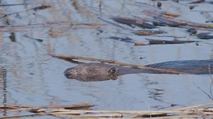 Wild beaver swimming in lake and making splashes