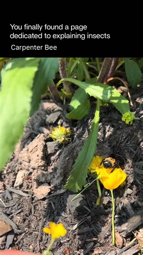 Explaining Insects 🦋 on Instagram: "Carpenter bees are large, solitary bees known for nesting in wood. Unlike termites, they don’t eat wood—they chew smooth, round tunnels to create nests where they lay their eggs. They’re often mistaken for bumblebees, but carpenter bees usually have a shiny, hairless black abdomen, while bumblebees are fuzzy all over. Males can look intimidating as they hover and guard territory, but they can’t sting; only females can sting, and they’re generally non-aggressi