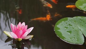 47 reactions | What should I do if the filter in my pond is...