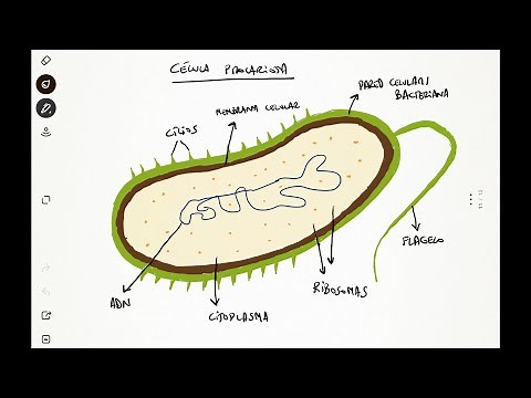 1º ESO Tema 1 Clase 3.1 - Dibujo de célula procariota