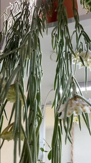 Hoya Linearis update. 🌿#planthobbyist #plants #hoya