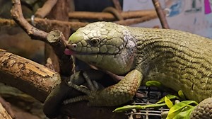 In Otter News: Acrobatic lizard