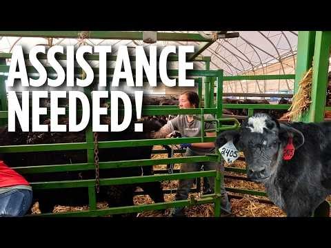 Cow needs HELP! Calving Season Chaos