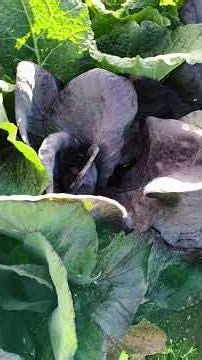Red Cabbage Plant Up Close, absolutely stunning