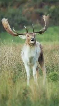 Wonderful sounds of nature #foryou #shorts