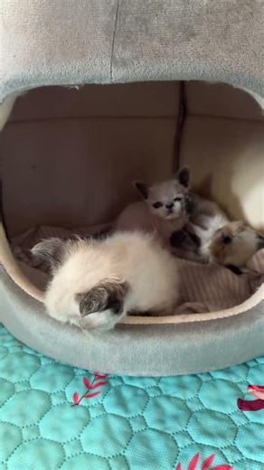 Adorable Himalayan Persian Kittens