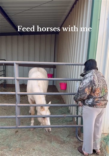 Morning Routine: Feeding Horses and Dogs at 7 AM