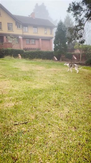 Chase the Moment.💨 Dad and son — running wild in the fog, all fun and games… until the final seconds get a little intense. Whippets speak their own language, and sometimes a quick spat is just part of the story. Do your pups ever go from playful to “hey, that’s enough” in a split second? . . . . . . . . . . #WhippetLife #WhippetWorld #SighthoundLove #WhippetReels #DogReelsDaily #RunningDogs #FoggyMorningVibes #SighthoundPlay #DogsOfInstagram #WhippetNation #WhippetFamily #DogMoments #DogBehavio