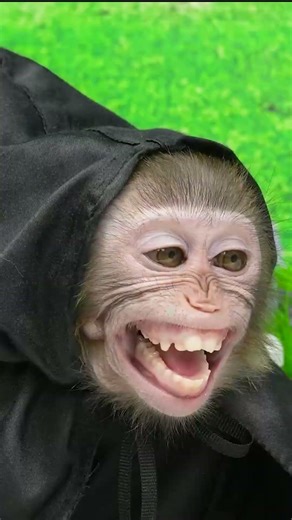 #comedy #funny #funnymonkey #hamster #puppy #kidsplay #trynottolaugh