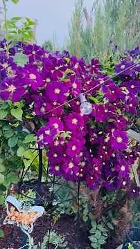 Beautiful clematis at her best 💜 at my garden 🪴