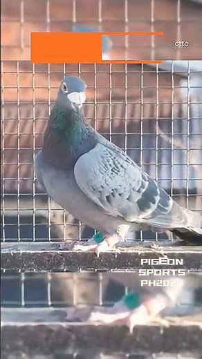 Top breeders #pigeon #birds #kalapati #kabootar #racingpigeon #kabutar #pigeons #animals