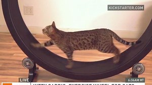 Check out this hamster wheel for cats