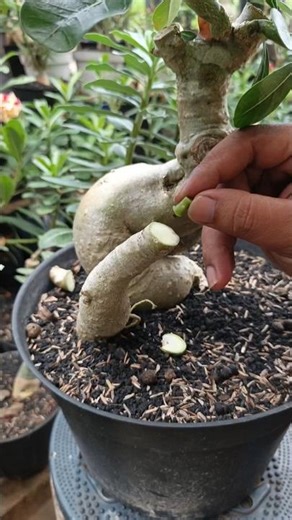 Easy technique for grafting adenium roots 👌