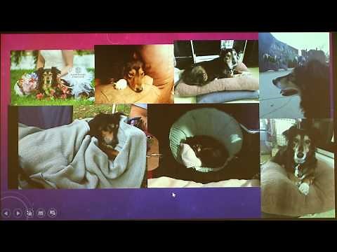 Liver Disease in Dogs