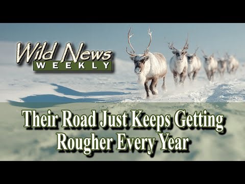 The Collapse of Arctic Caribou Migration: New Maps Reveal a Hidden Crisis