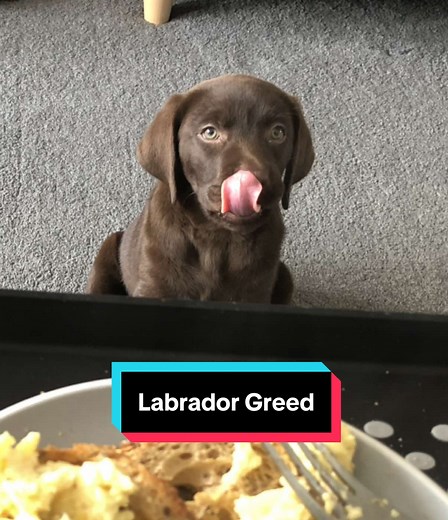 Labrador Dog: A Greedy Companion You'll Love