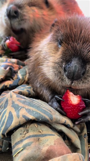 Beaver Kits Enjoy Strawberries in Rehabilitation Center