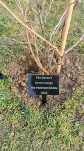 During the winter months our Tree Team was busy planting new trees across the borough, including our wonderful hazel tree from the Tree of Trees in South Ockendon. 🌳 Just like last year, they have been working hard to keep the new trees watered during the warmer weather – do you remember the heatwaves and trying to keep cool in June and July – but would appreciate some help. If a new tree has been planted outside or nearby your home, can you spare some used washing up or bath water and help us 