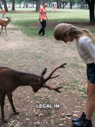 88K views · 1.2K reactions | Japan has some unique things that might surprise you! These may seem unusual, but they all have cultural or practical reasons behind them. Would you try any of these? 樂 #Japan #CulturalDifferences #UniqueLaws | Facts Wiki | Facebook