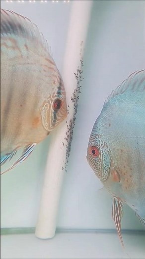 Pair Blue Cobalt #ikandiscusrumahan #discus #discusfish #discusindonesia #discustank #discusaquarium