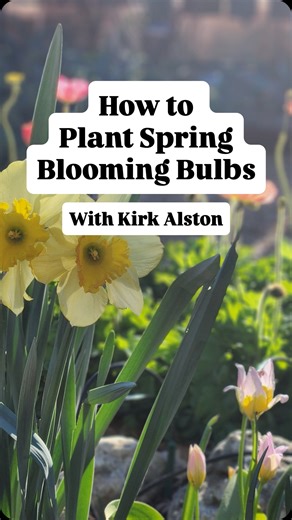 2.5K views · 85 reactions |  Kirk Alston, plant buyer at The Natural Gardener, shares how to plant spring-blooming bulbs in Central Texas (or anywhere!). These tips apply to most bulbs. • Bulbs planted: Narcissus • Fertilizer: @foxfarmsoilandfertilizer Steamed Bone Meal #bulbs #flowers #foxfarm #spring #gardening #organicgardening #austintx #pollinators #nature | The Natural Gardener | Facebook