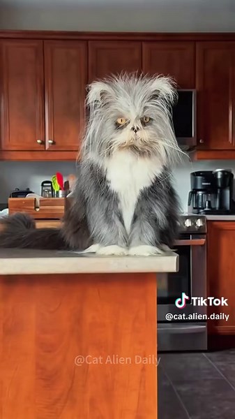 Why This Cat Is Uniquely Hilarious