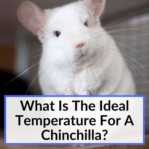 What Is The Ideal Temperature For A Chinchilla?