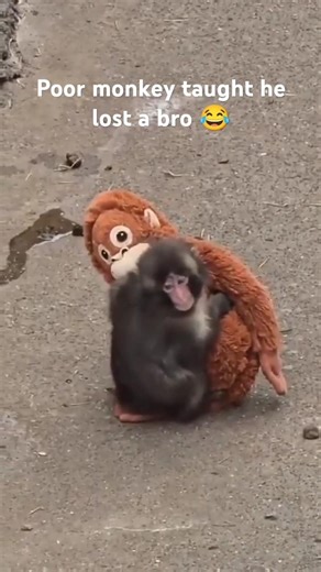 POOR MONKEY 😂 #shorts #funny #animals #funnyvideo #viral #shortvideo #memes #funnyshorts #trending