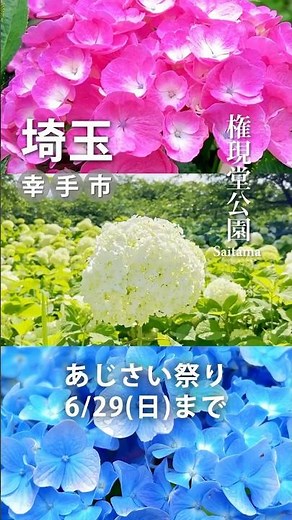 2025年6月「6月 幸手市権現堂公園「あじさい開花情報」(R7.6.17撮影)」