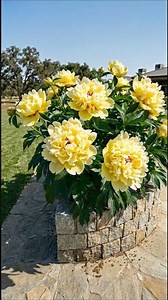 Bartzella Peony Lights Up the Garden with Enormous Golden Blooms Like Rays of Sunshine 💛🌸