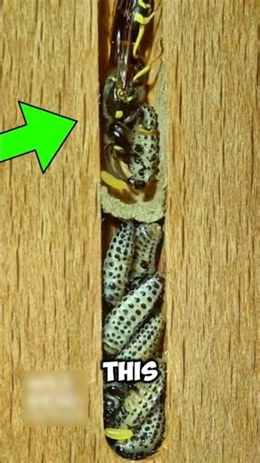 The Most Efficient Hunter: How Solitary Wasps Store Food 🐝