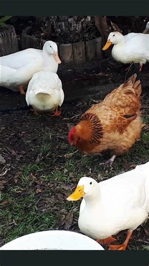 She found something! Relaxing with hens & ducks ASMR sounds #hensounds #asmrforpets #calmingvideos