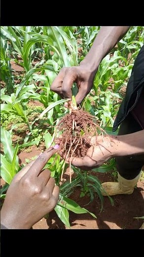 Learning the art and science of growing crops is Cool 😎. Subscribe we learn together !