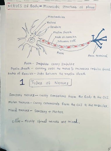 Structure of Nerve & Types of Nerves