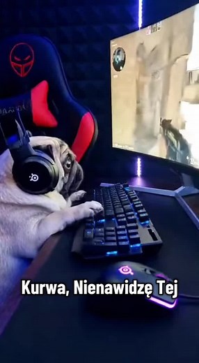 Mops und ihre lustigen Memes