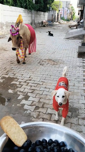 This cow’s birthday party got intercepted! 🐮🎂😂 #shorts #cow #birthdaycelebration