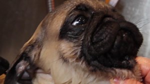 We gave Parsnip the pug a spa treatment